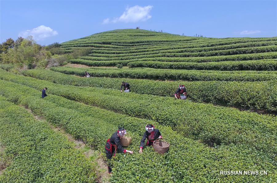 Чайный аромат над провинцией Фуцзянь 