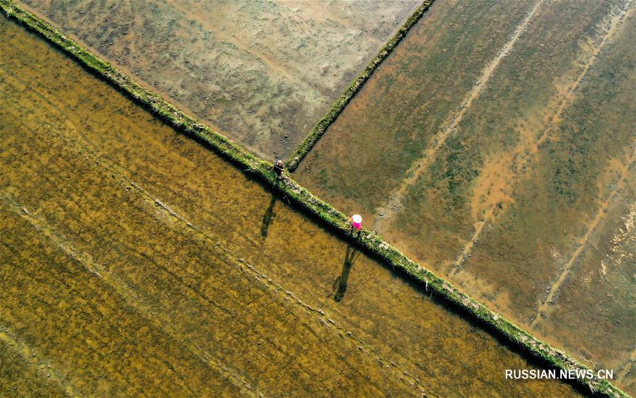 На юге Китая начали высаживать скороспелый рис