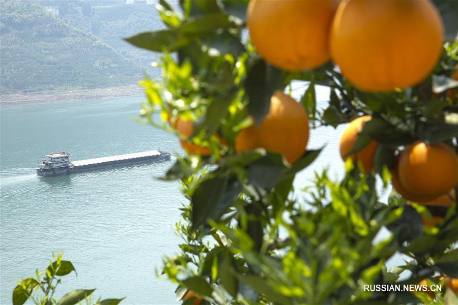 Созревающие под теплым солнцем апельсины над рекой Янцзы