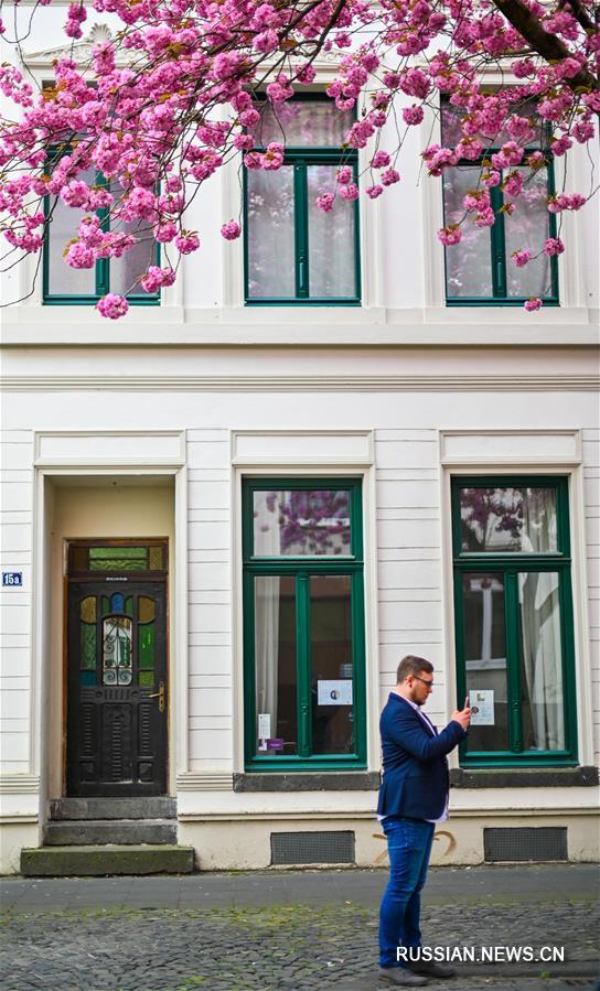 Цветение сакуры в немецком городе Бонн