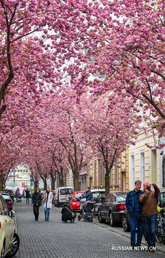 Цветение сакуры в немецком городе Бонн
