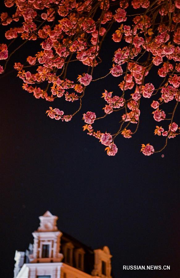 Цветение сакуры в немецком городе Бонн