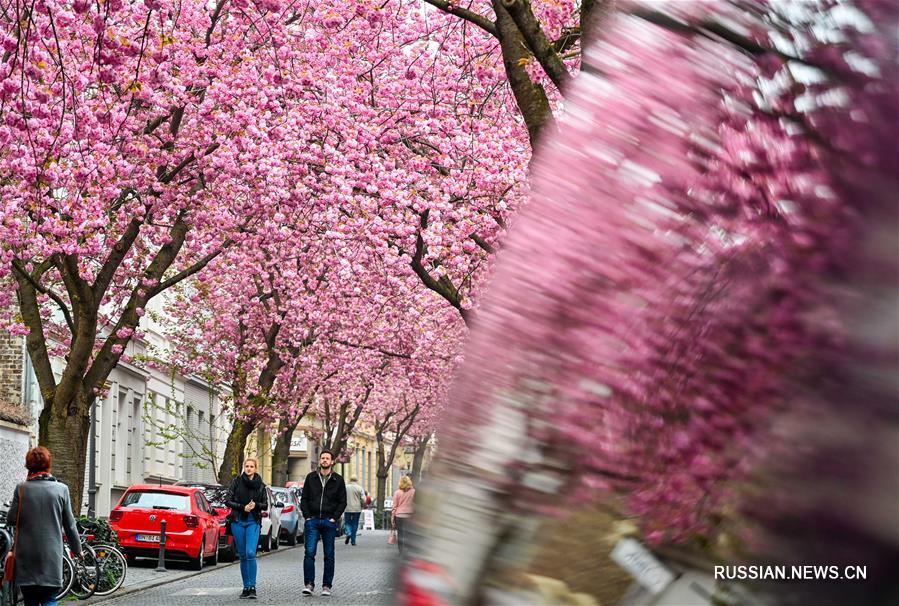 Цветение сакуры в немецком городе Бонн