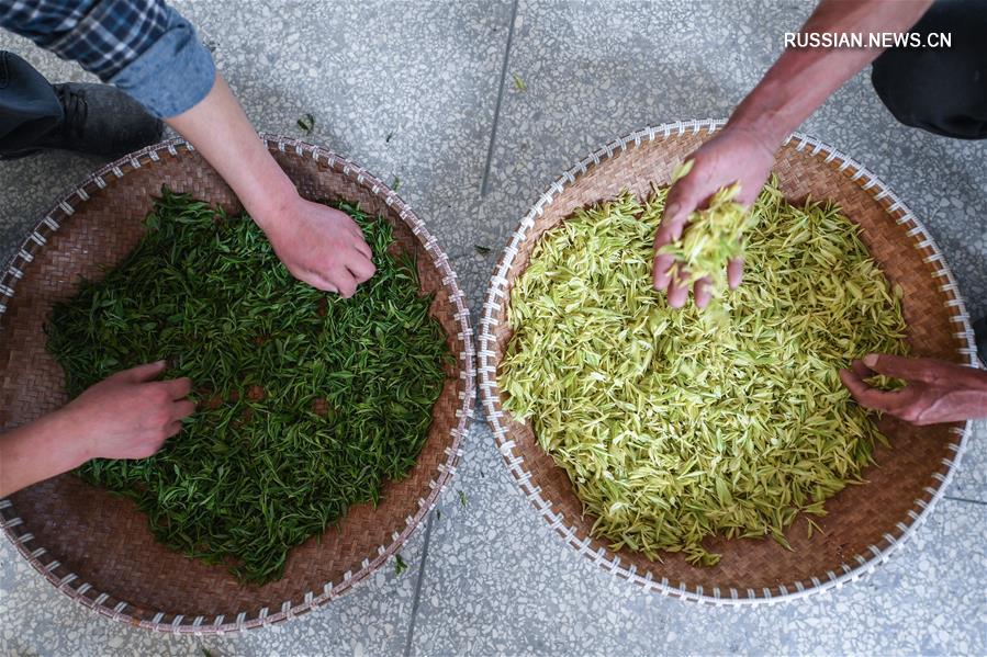 Производство чая в городском округе Цзяньдэ