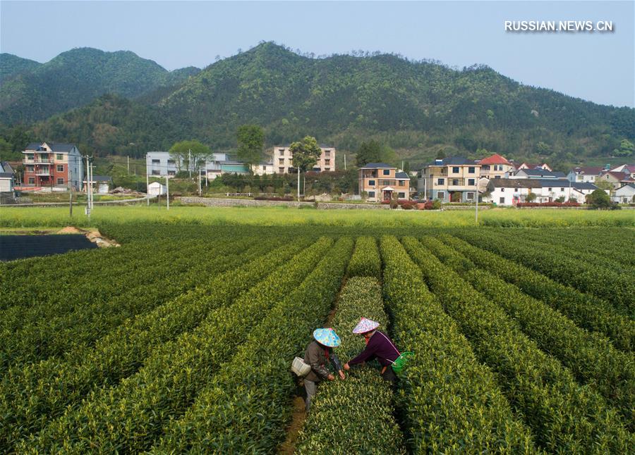 Производство чая в городском округе Цзяньдэ