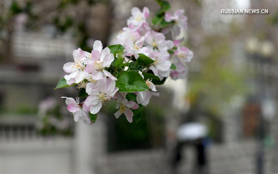 Весна в Тяньцзине