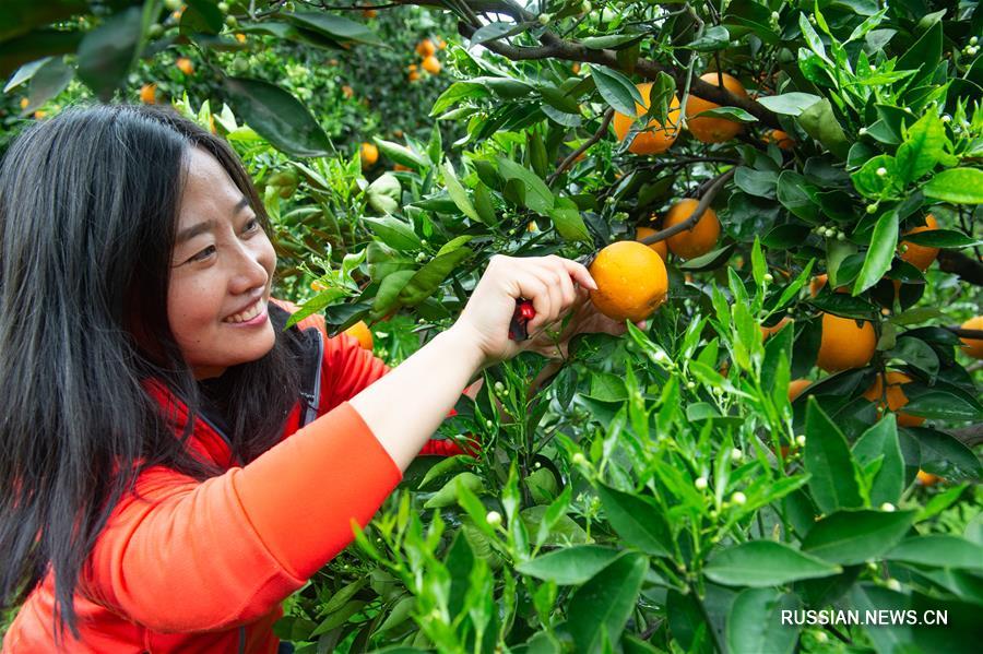 Апельсиновые сады в провинции Хубэй 