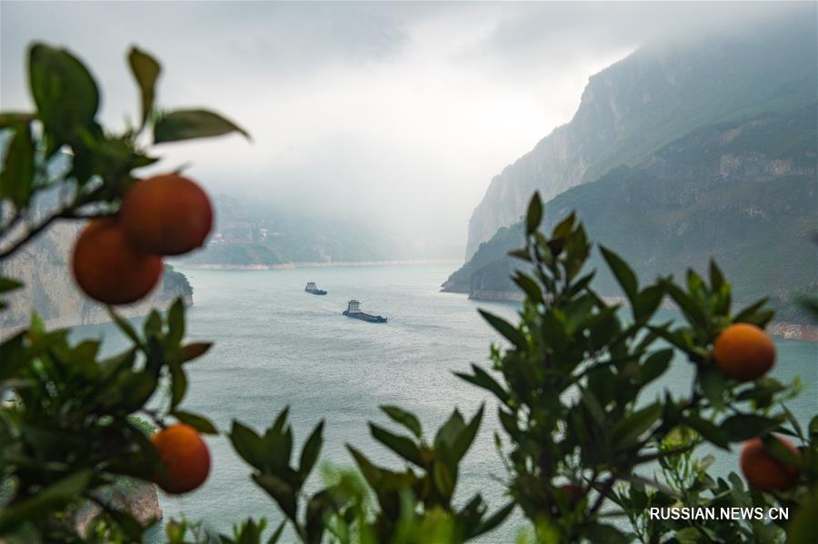 Апельсиновые сады в провинции Хубэй 