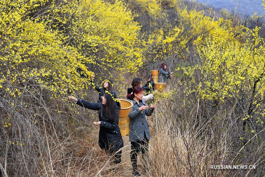 Сельскохозяйственное выращивание форзиции в горах Тайханшань