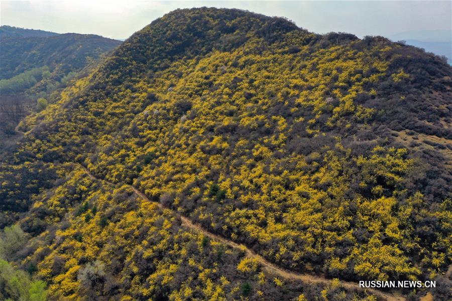 Сельскохозяйственное выращивание форзиции в горах Тайханшань