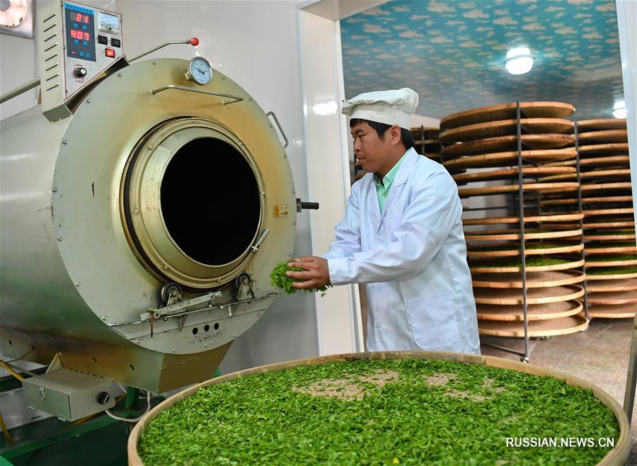 Сельскохозяйственное выращивание форзиции в горах Тайханшань