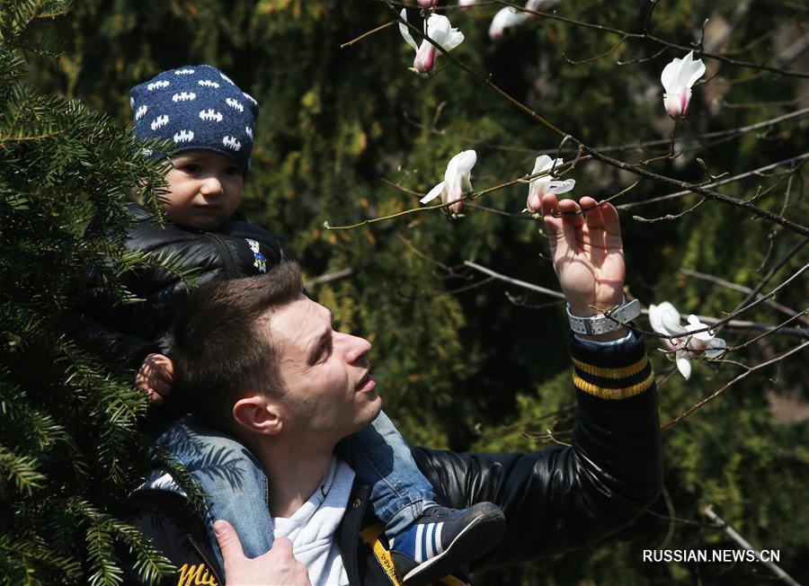 В Киевском ботаническом саду распустились первые магнолии
