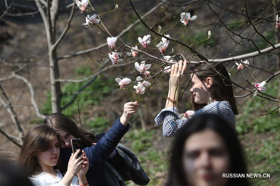В Киевском ботаническом саду распустились первые магнолии