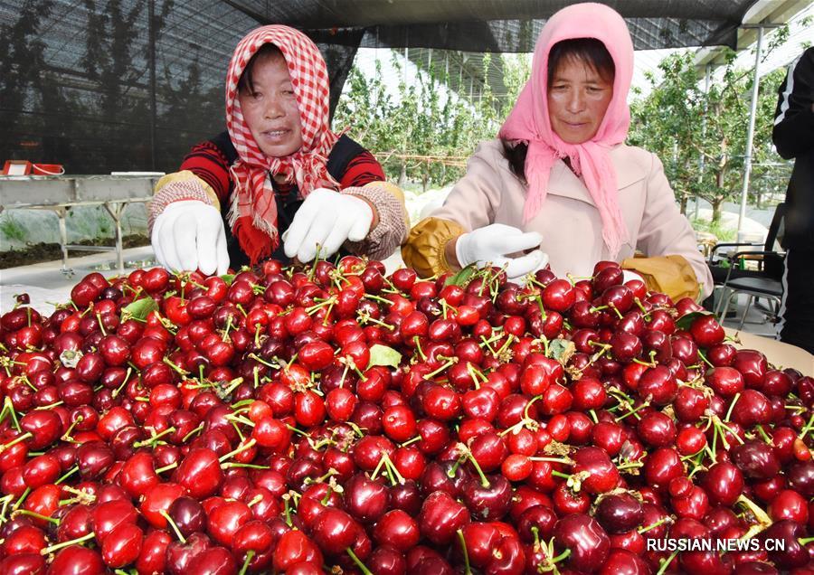 Сбор тепличной вишни в провинции Шаньдун
