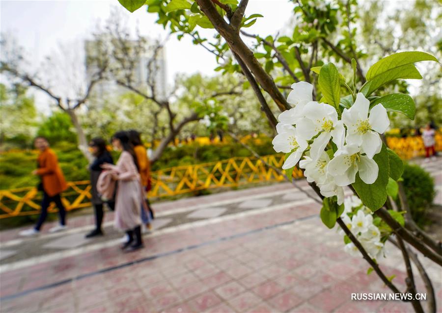 （社会）（2）新疆库尔勒：梨城四月花正香