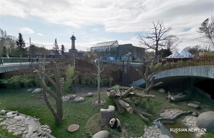 В зоопарке Копенгагена открылся павильон панд