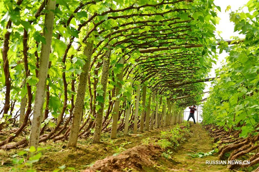 Тепличное выращивание фруктов и овощей в провинции Хэбэй приносит положительный экономический эффект  