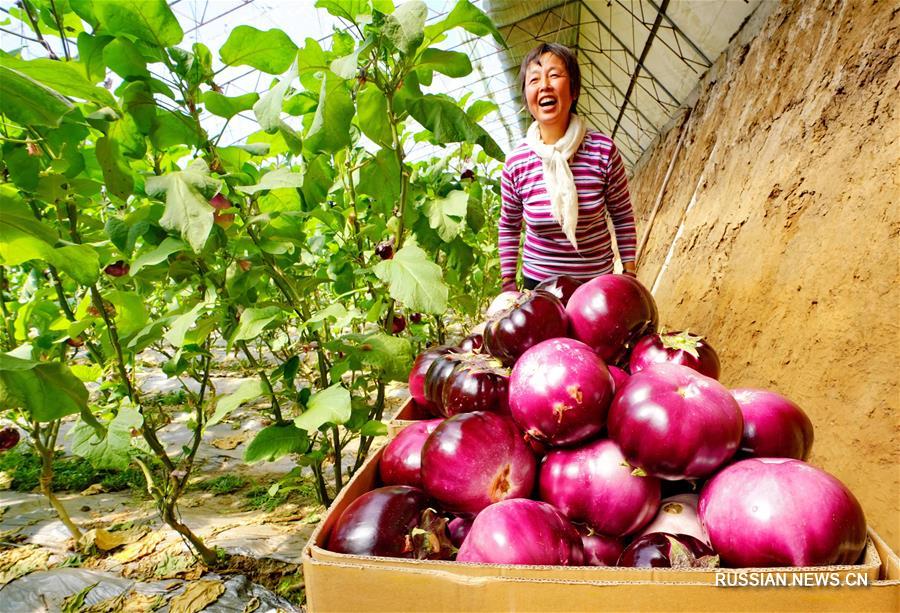 Тепличное выращивание фруктов и овощей в провинции Хэбэй приносит положительный экономический эффект  
