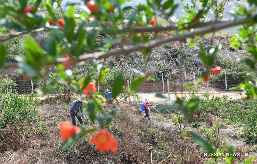 Развитие "зеленого" выращивания фруктов в провинции Юньнань