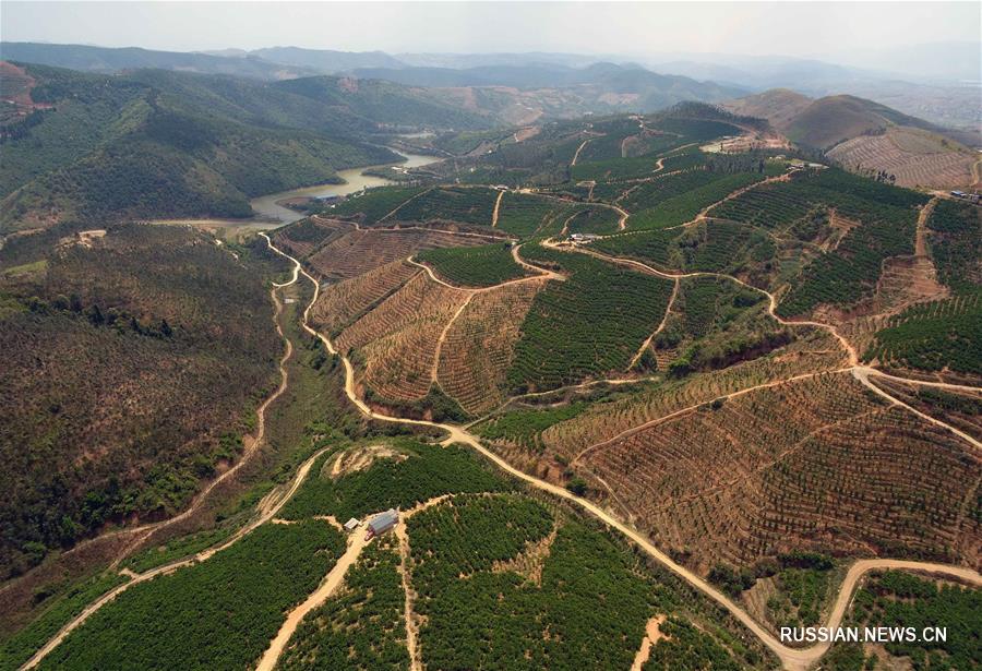 Развитие "зеленого" выращивания фруктов в провинции Юньнань