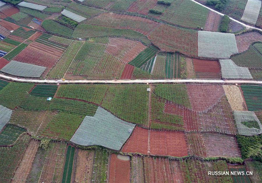 Развитие "зеленого" выращивания фруктов в провинции Юньнань