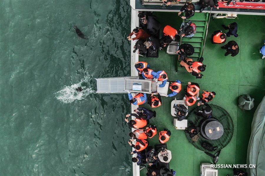 В Даляне выпустили в море 24 молодых ларг