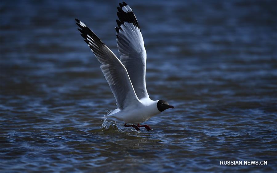 На озеро Цинхай пришла весна