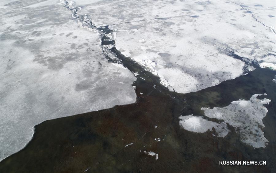 На озеро Цинхай пришла весна