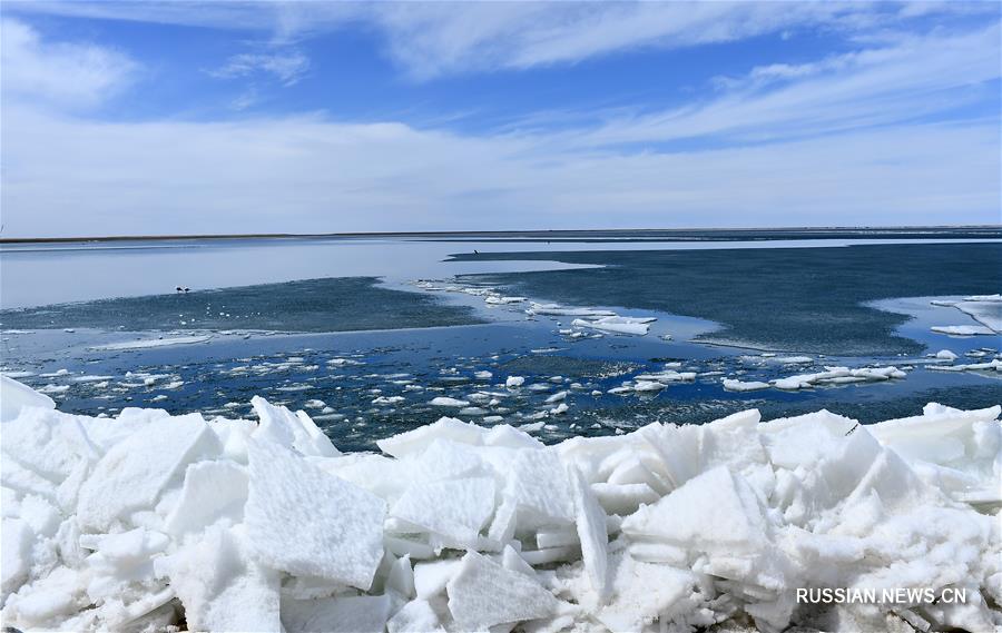 На озеро Цинхай пришла весна