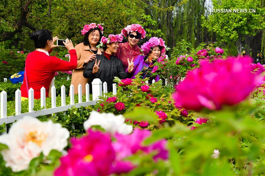 Пора цветения пионов в парках Хэцзэ