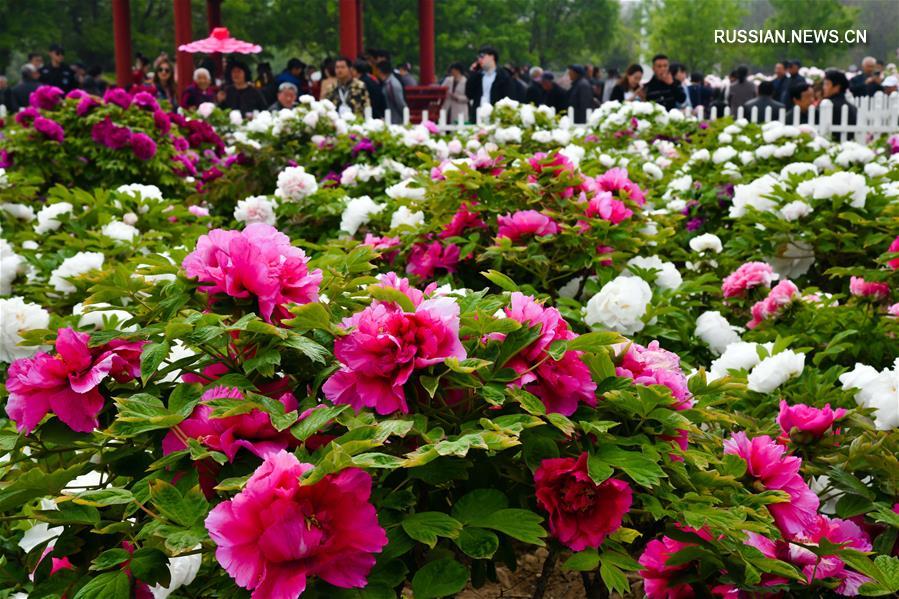 Пора цветения пионов в парках Хэцзэ