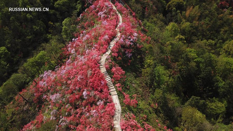 Цветущие азалии на склонах гор в провинции Аньхой
