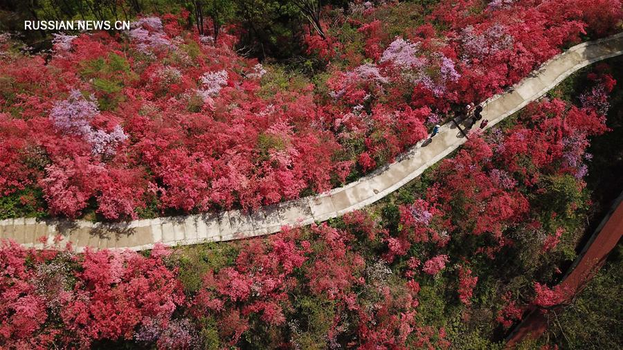 Цветущие азалии на склонах гор в провинции Аньхой