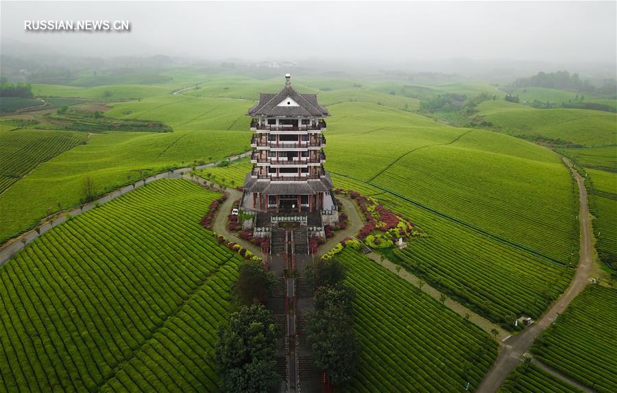 "Море чайных кустов" в провинции Гуйчжоу