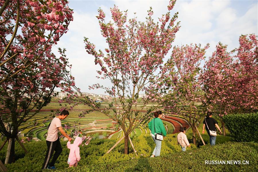 Цветение вишни в древнем городке провинции Гуйчжоу