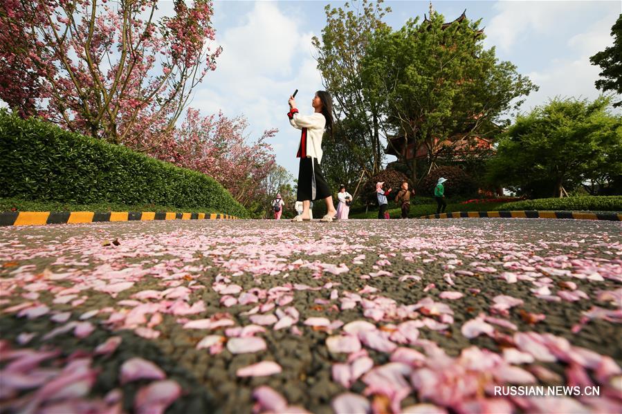 Цветение вишни в древнем городке провинции Гуйчжоу