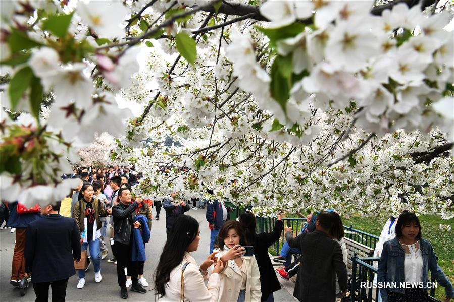 Фестиваль цветов в городе Циндао