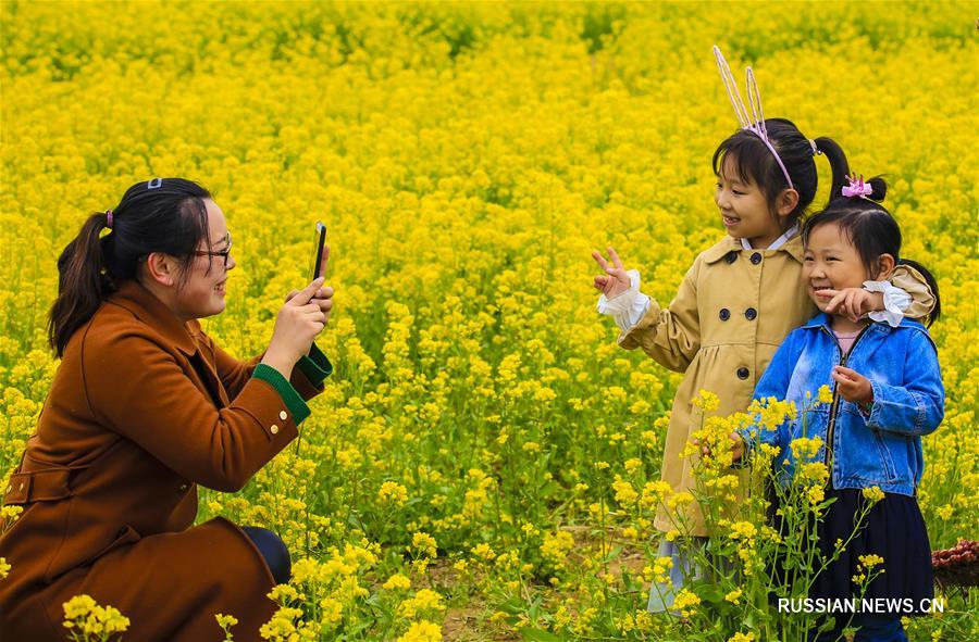 Цветущий рапс в уезде Аньпин провинции Хэбэй
