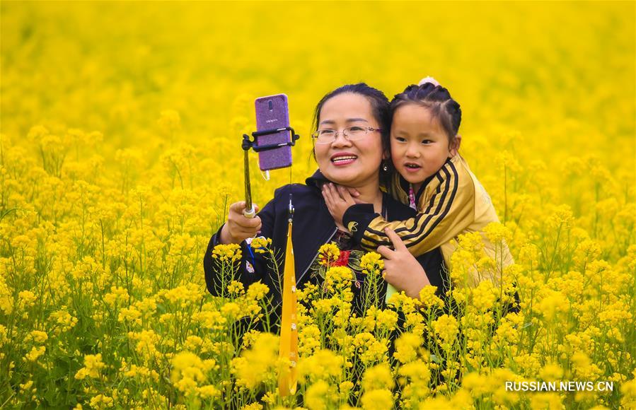 Цветущий рапс в уезде Аньпин провинции Хэбэй