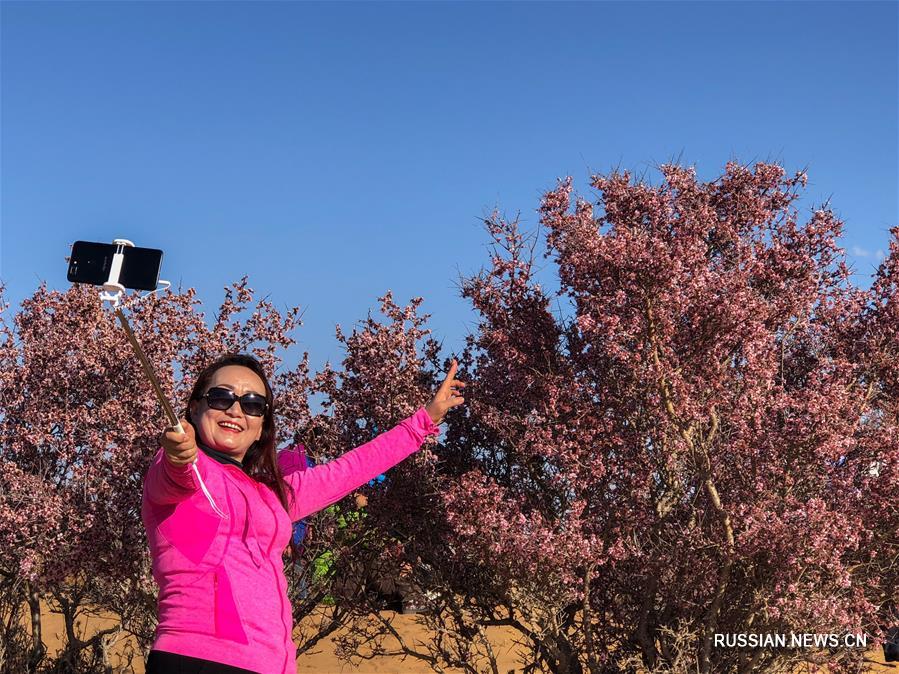 Цветы пустыни -- В АР Внутренняя Монголия цветет миндаль