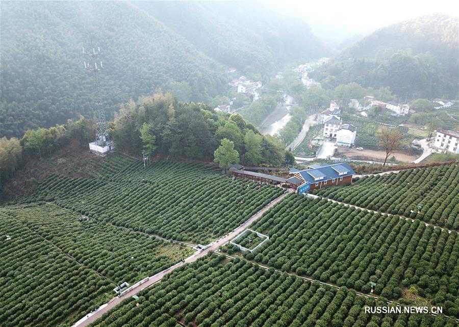 Сезон сбора весеннего чая в провинции Аньхой