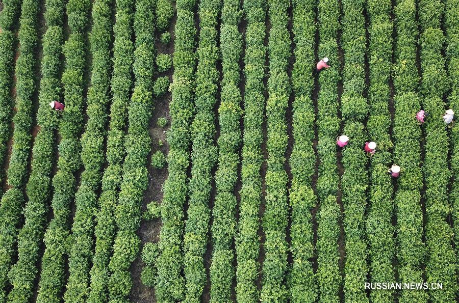 Сезон сбора весеннего чая в провинции Аньхой