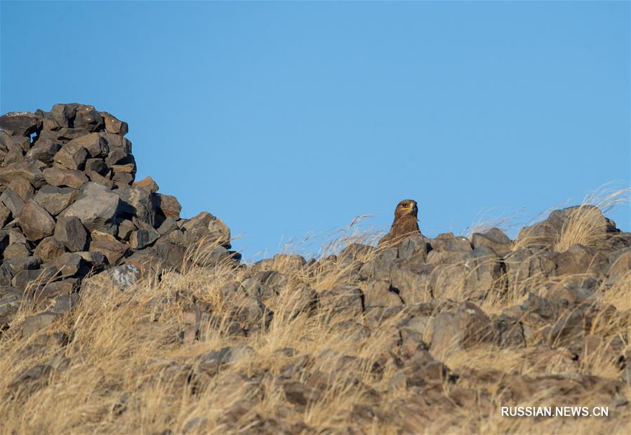Хулунбуирская равнина -- идеальное место для птиц