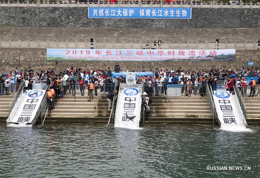 В реку Янцзы выпущено 700 особей китайского осетра