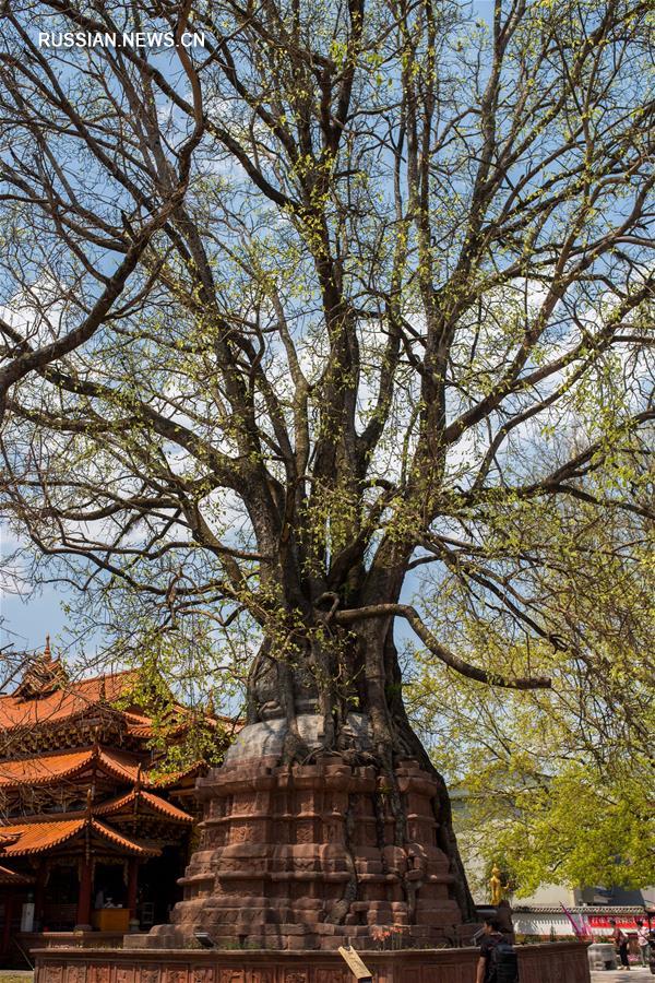Удивительные "деревья-пагоды" в провинции Юньнань