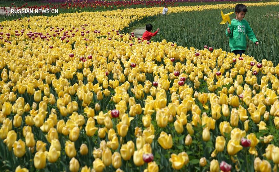Два миллиона цветущих тюльпанов в ботаническом саду Шияня