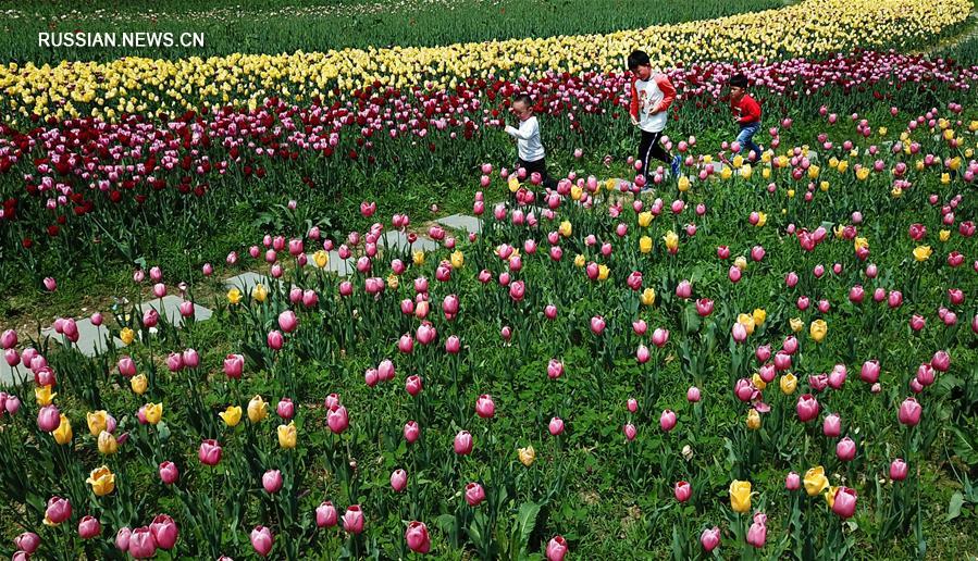 Два миллиона цветущих тюльпанов в ботаническом саду Шияня
