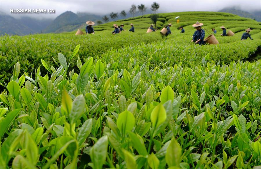 Фольклорно-культурный фестиваль на чайных плантациях в горах Уишань