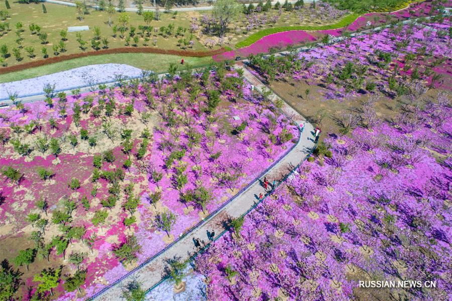 Вишневые сады в провинции Шаньдун 