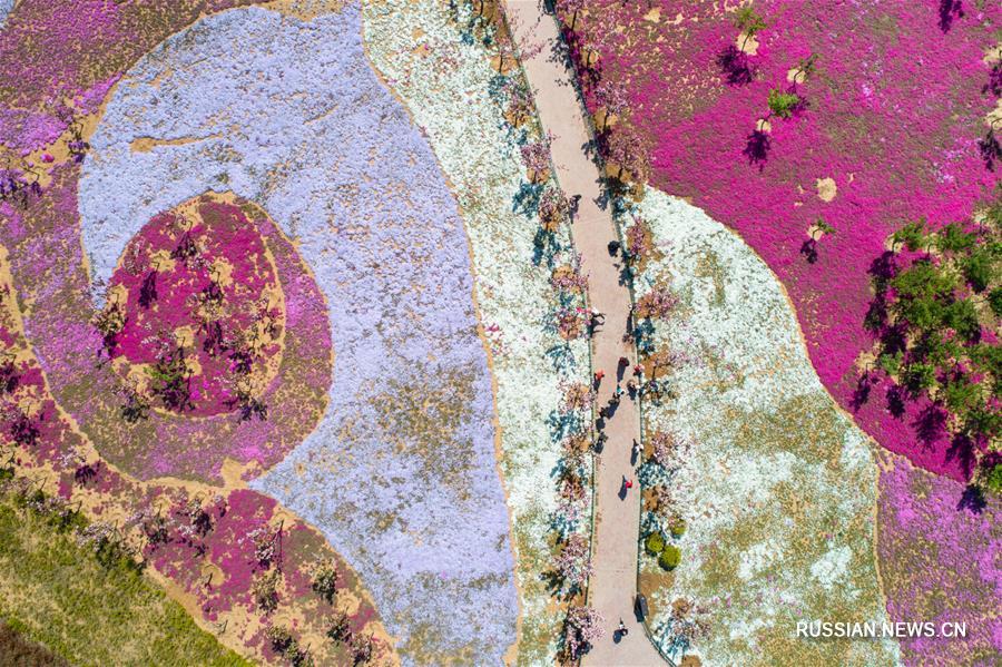 Вишневые сады в провинции Шаньдун 